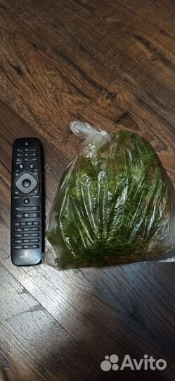 Мох сфагнум