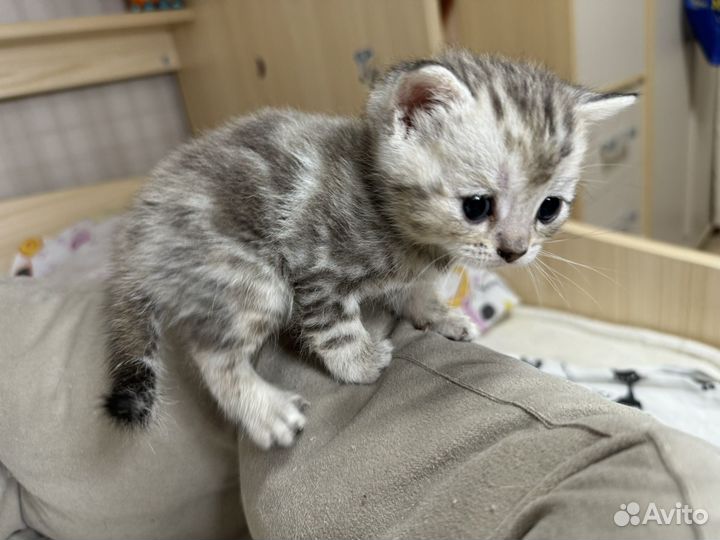 Шотландские котята