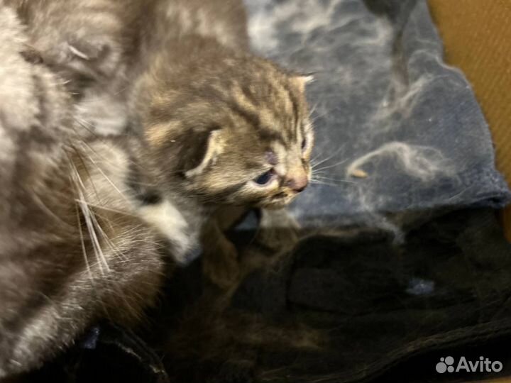 Шотландская вислоухая кошка
