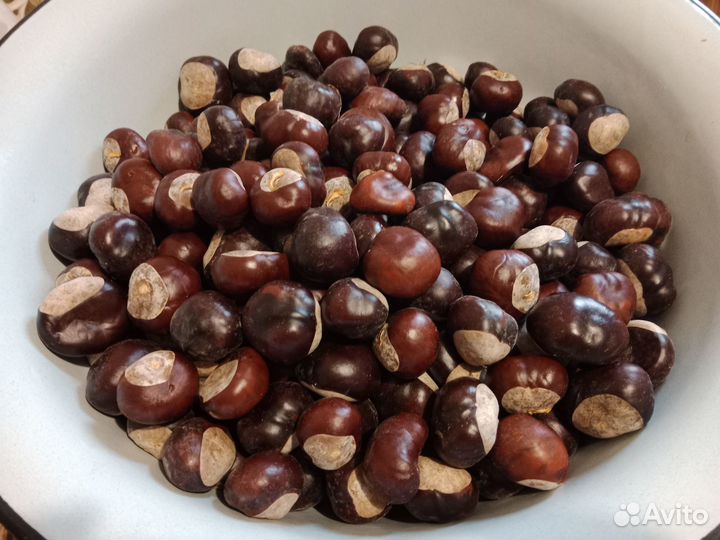 Каштан конский плоды