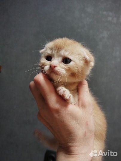 Котята в добрые руки 1 месяц
