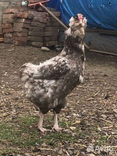 Гергебильские