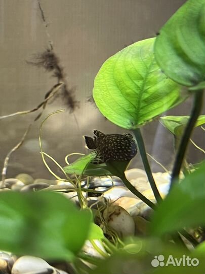 Сомики анциструсы