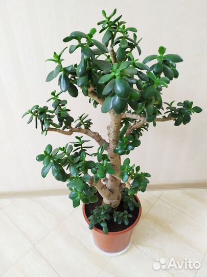 Замиокулькас, денежное дерево