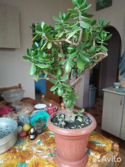 Денежное дерево 57см, толстянка (crassula ovata)