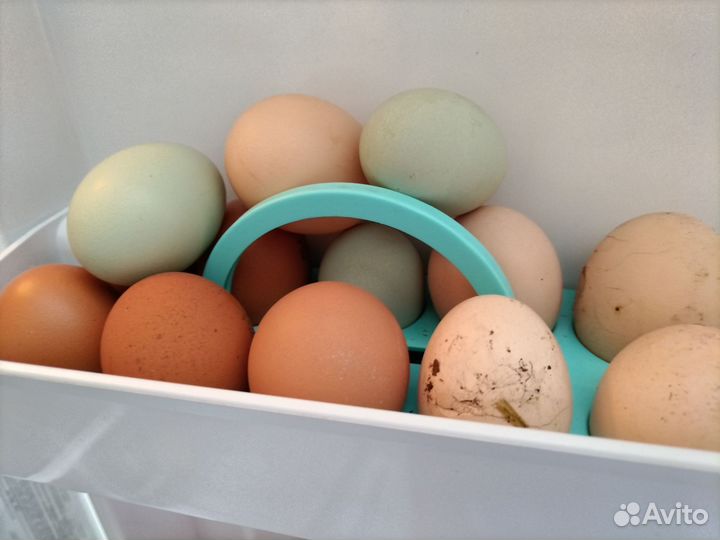 Куриное яйцо домашнее отборные всегда свежее