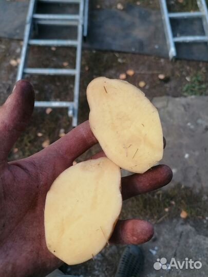 Продам картофель