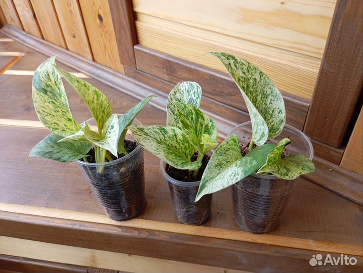 Сциндапсус марбл квин