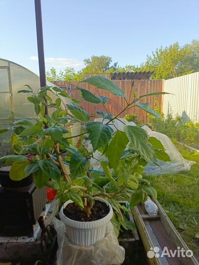 Роза китайская