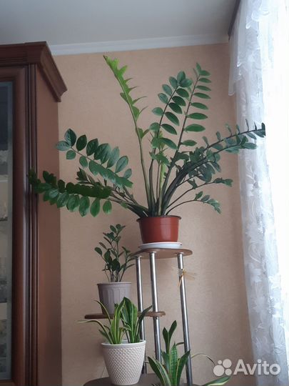 Замиокулькас