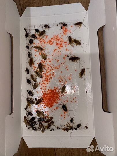 Средство от тараканов