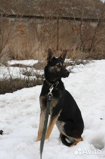 Собака маленькой породы