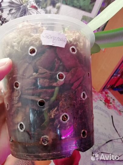 Орхидея фаленопсис Попугай