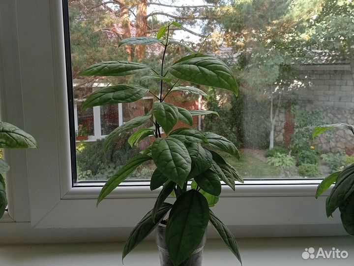 Клеродэндрум госпожи Томпсона