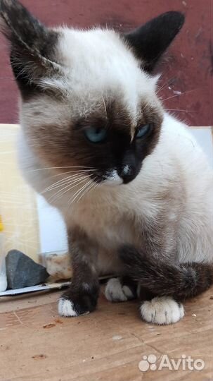 Сиамская кошечка
