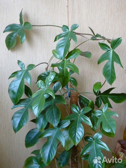 Филодендрон Чешуйчатый