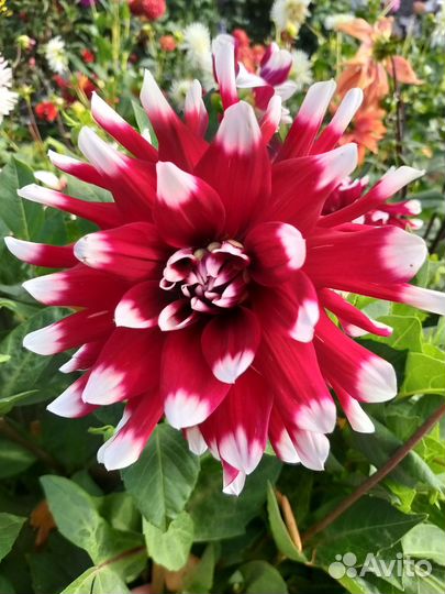 Георгины клубни