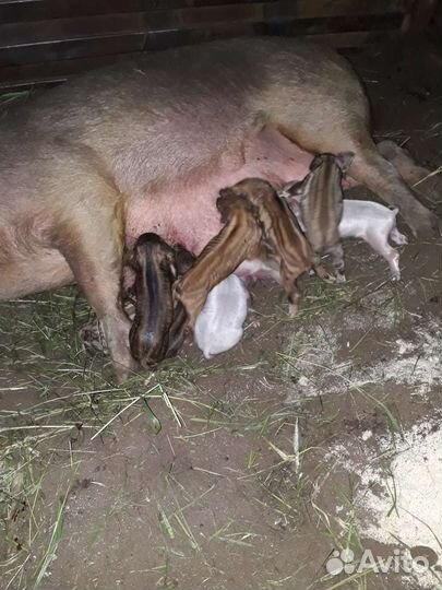 Поросята мангалица + русская белая