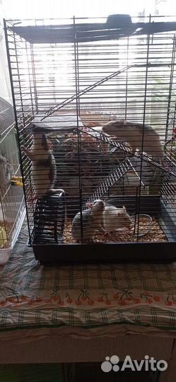 Продам крыс