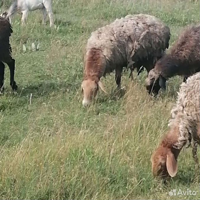 Курдючные бараны овцы