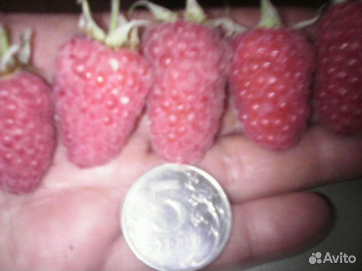 Саженцы крупноплодной сортовой малины