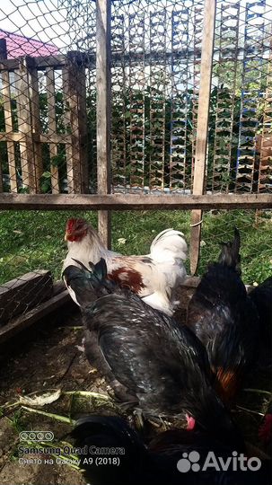 Петух брама