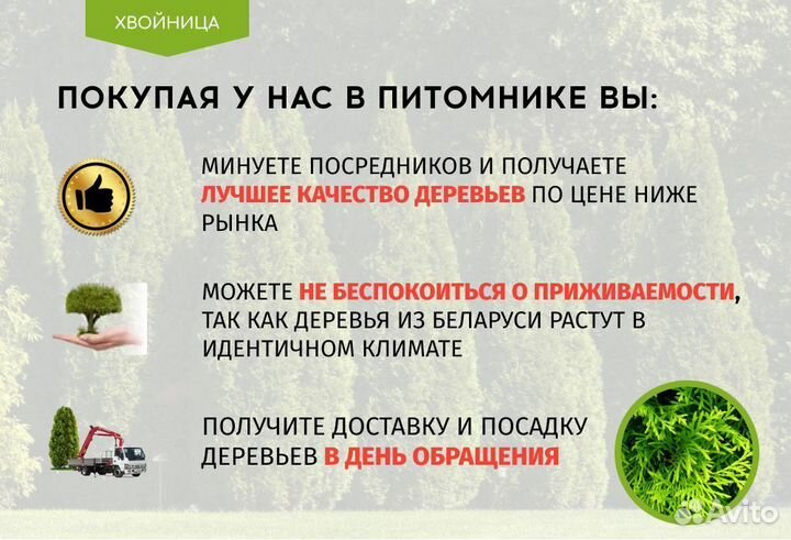 Туя в ассортименте Смарагд,Брабант,Колумна 1,5-1,8