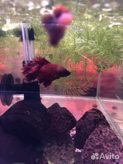 Аквариум 25 литров панорамный