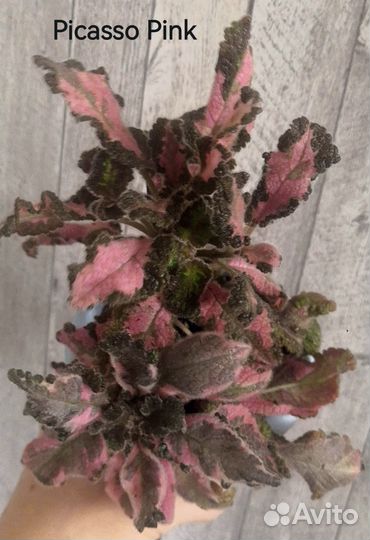 Акварельные эписции