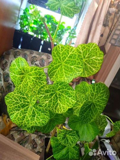 Герань мозаичная