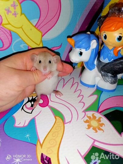 Дамбо крысята от элитных родителей