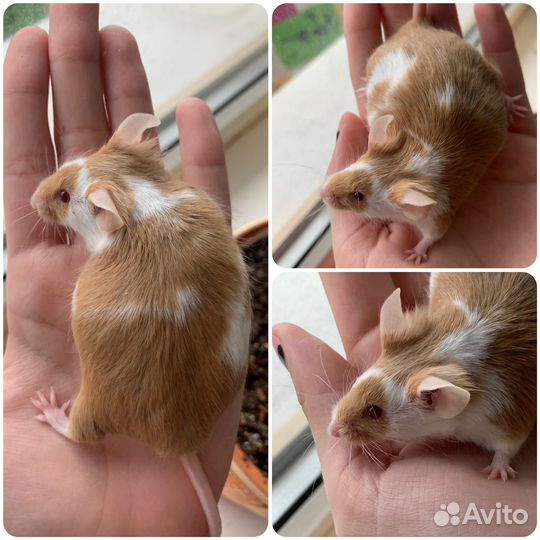 Мыши декоративные кудрявые тексель