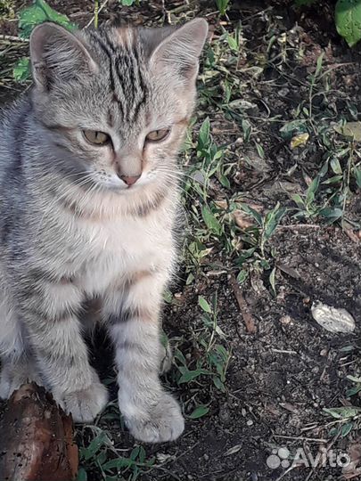 Отдам в хорошие добрые руки двух котят