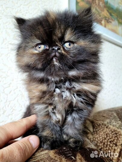 Персидские котята