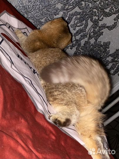 Кошка золотая шиншилла