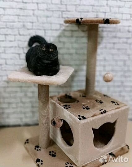 Игровой комплекс для кошек Рокси