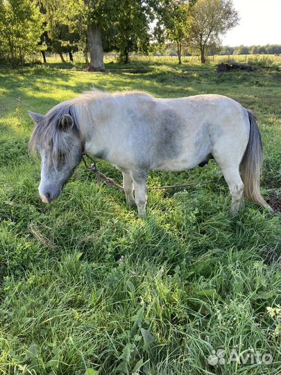 Лошадь пони