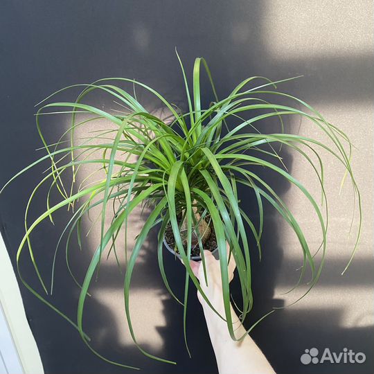 Пальма Нолина Бокарнея Рекурвата 15/50