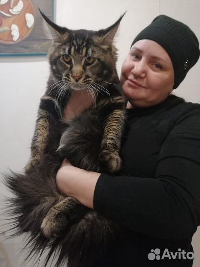 Коты на вязку