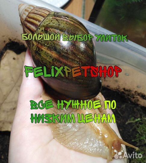 Улитки ахатины, архахатины с контейнером