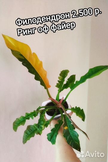 Филодендроны