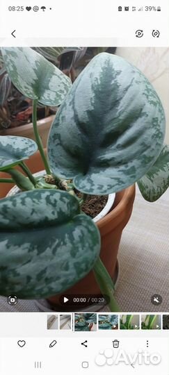 Сциндапсус