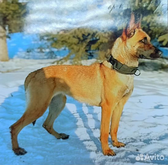 Бельгийская овчарка