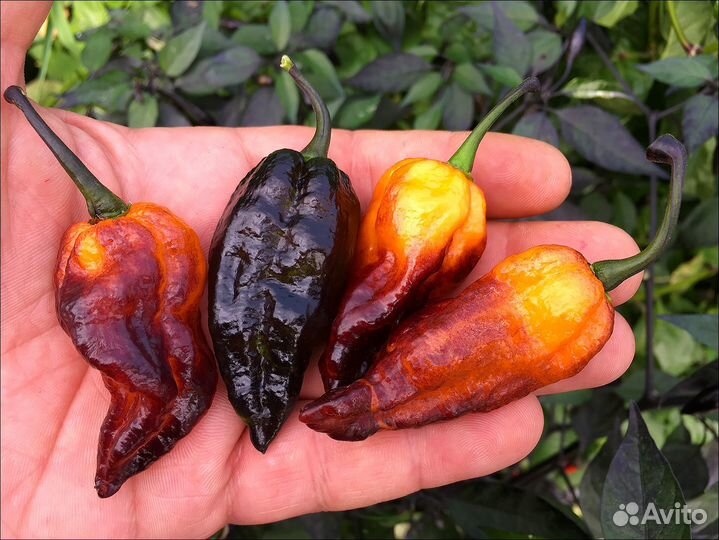 Семена острых и сверхострых перцев