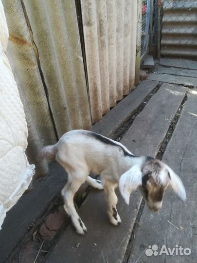 Козы и козлята продажа