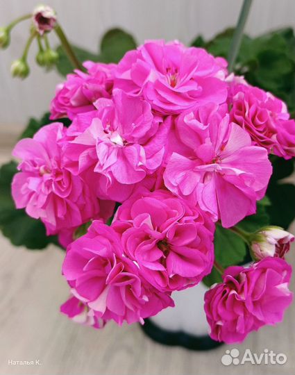 Пеларгония