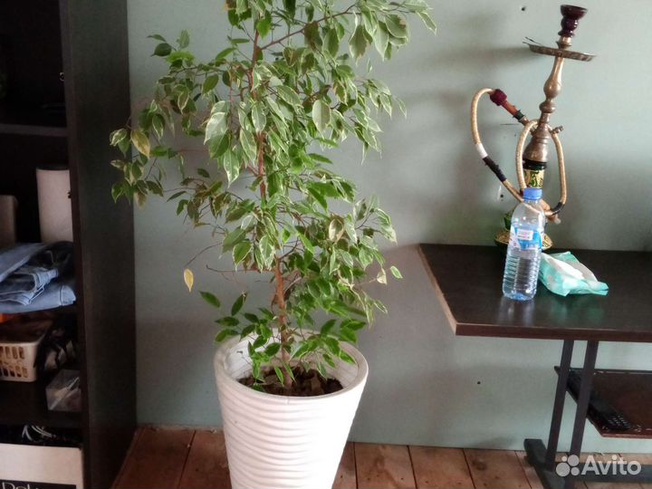 Диффенбахия, спатифилиум