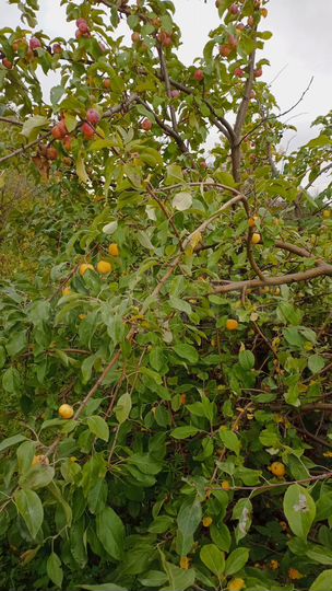 Участок 9 сот. (СНТ, ДНП)