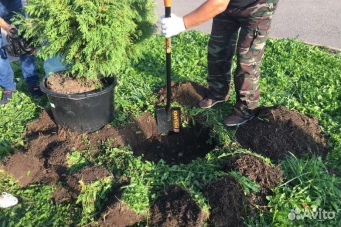 Туи Смарагд