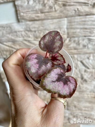 Бегония декоративно лиственная Red Kiss